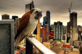 八哥最新爆料新闻直播